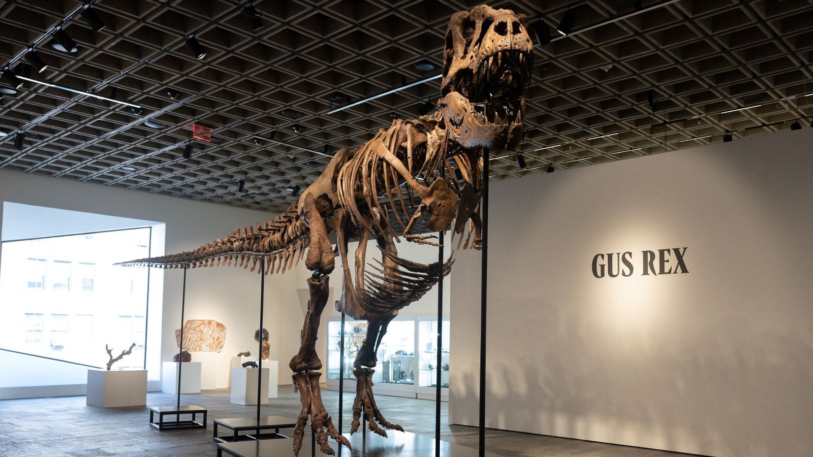 Gus the T-rex breaks dinosaur fossil sale record at auction